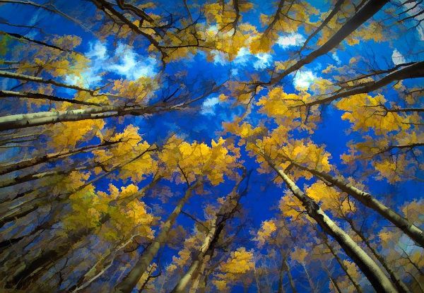 Vermont Abstract of looking up at trees with autumn foliage